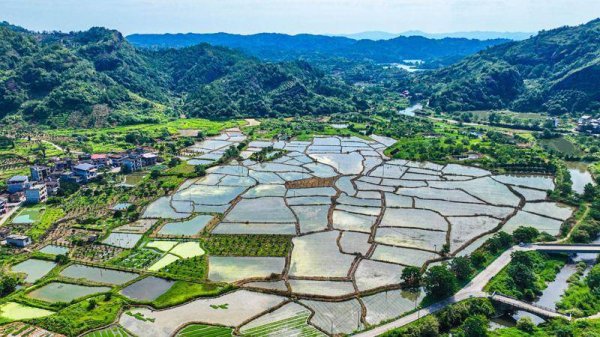 满瑞网 江西南丰：水稻制种插秧忙