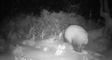 91快牛 川蜀大地萌物“运动会”，“助兴”世运会